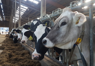 2018 10 05 Milchproduktion in Much