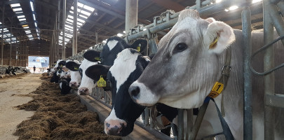 Milchproduktion in Much